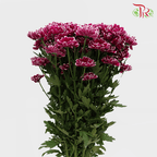 Chrysanthemum Pompom - Daisy Purple Mix (12 Stems) - Pudu Ria Florist