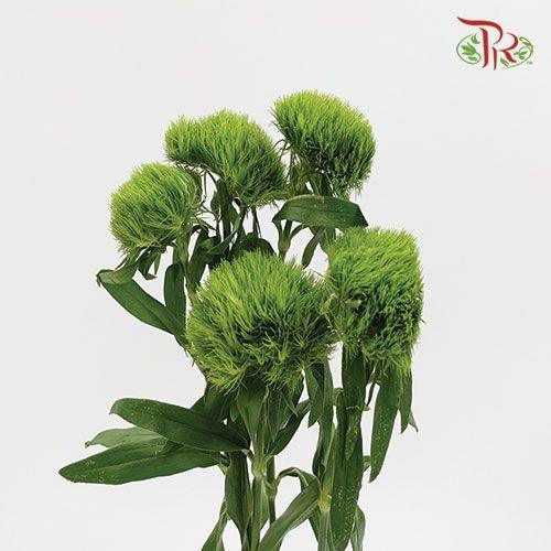 Green Tick - Per Bunch - Pudu Ria Florist