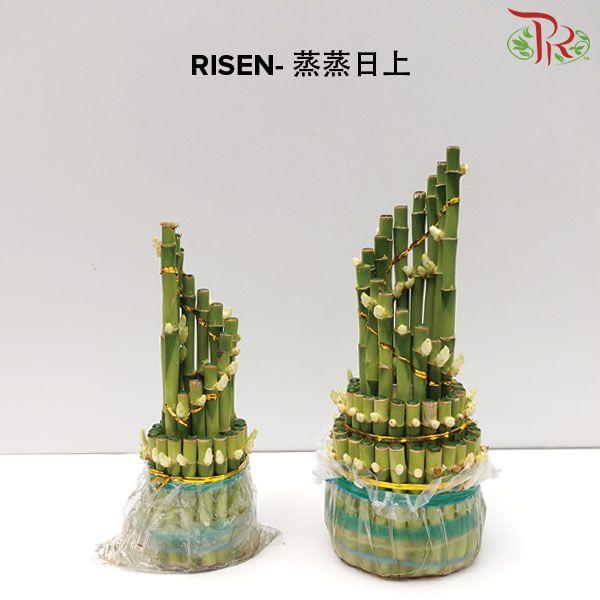 Risen M/24CM Bamboo With Vase 蒸蒸日上 - Pudu Ria Florist