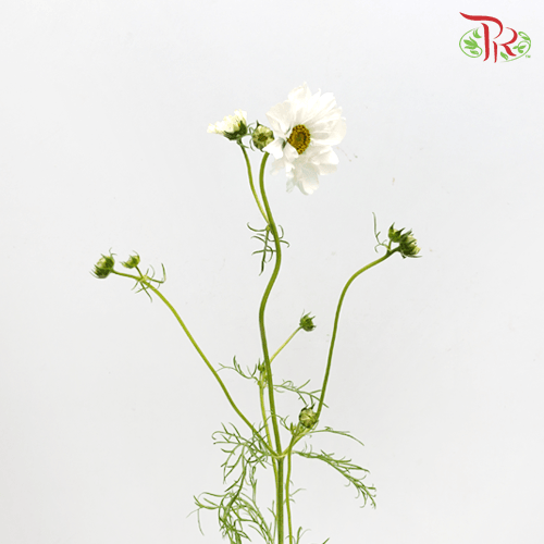 Cosmos Bipinnatus - White (Per Bunch) - Pudu Ria Florist