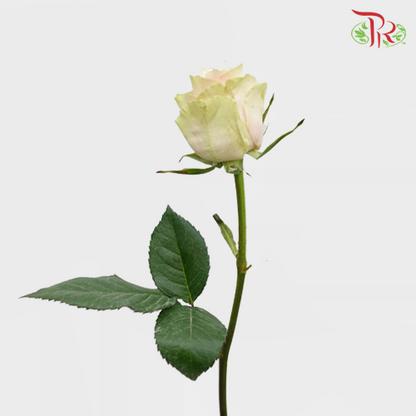 Rose Pink Athena - (10 Stems) - Pudu Ria Florist
