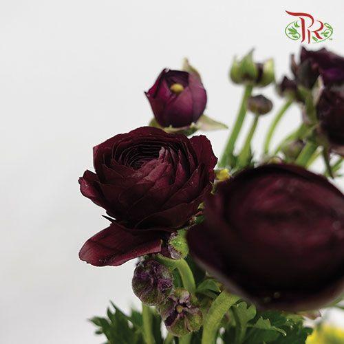 Ranunculus - Dark Purple (10 Stems) *Small Bud ***Fragile - Pudu Ria Florist