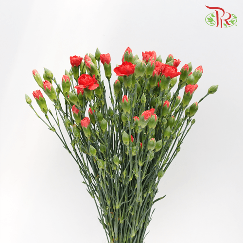 Carnation Spray - Red (19-20 Stems) - Pudu Ria Florist