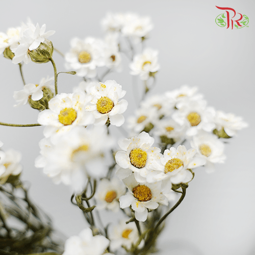 Dry Ixodia 50cm - (10 Stems) - Pudu Ria Florist