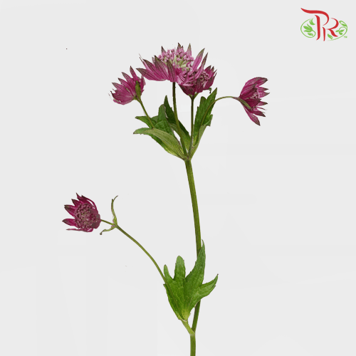 Astrantia - Dark Pink (5 Stems) - Pudu Ria Florist