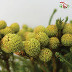Berzelia Abrotanoides - (10 Stems) - Pudu Ria Florist