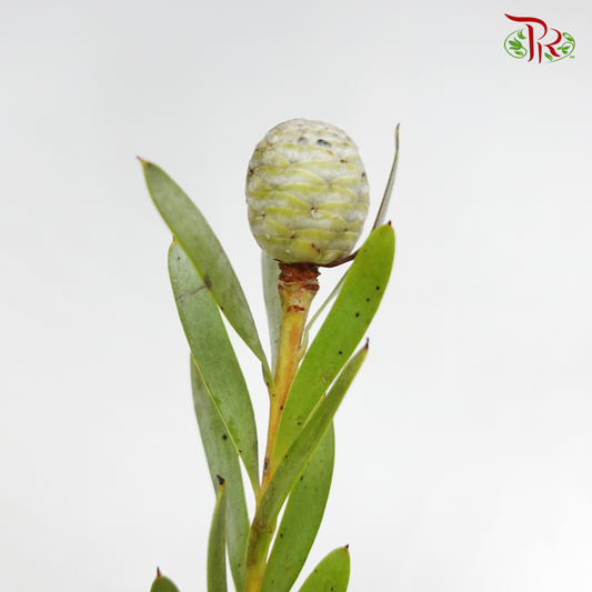 Leucadendron Meridianum - (10 Stems) - Pudu Ria Florist