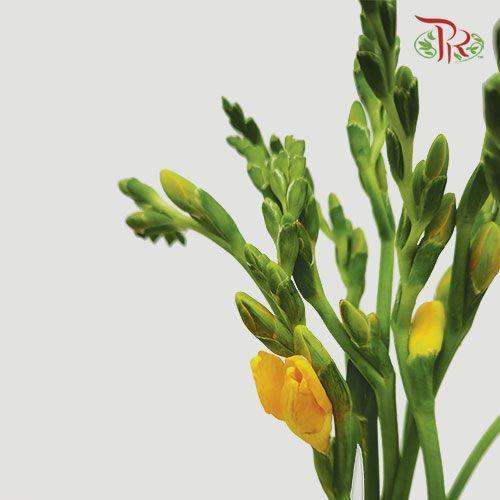 Freesia - Yellow (10 Stems) - Pudu Ria Florist