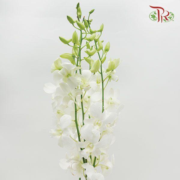 HW - Dendrobium - Orchid White (M) (5 Stems) - Pudu Ria Florist