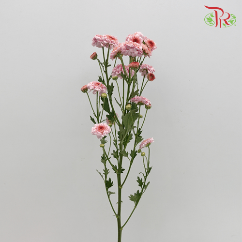 Chrysanthemum Pompom - Button Purple (12 Stems) - Pudu Ria Florist