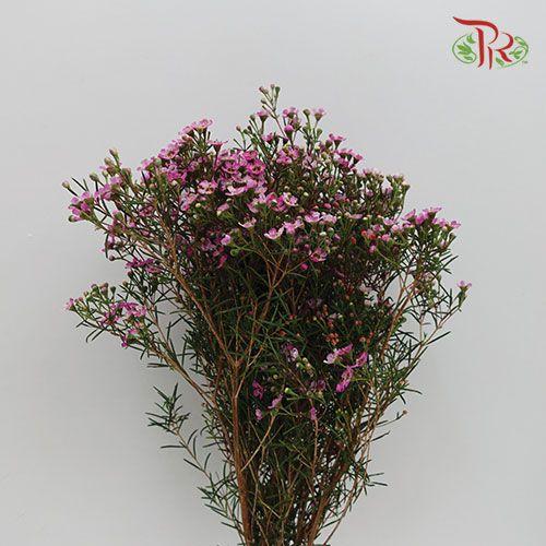 Wax Flower - Pink (Per Bunch) - Pudu Ria Florist