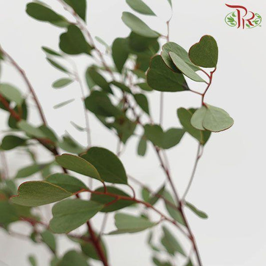 Eucalyptus - Love (Per Bunch) - Pudu Ria Florist
