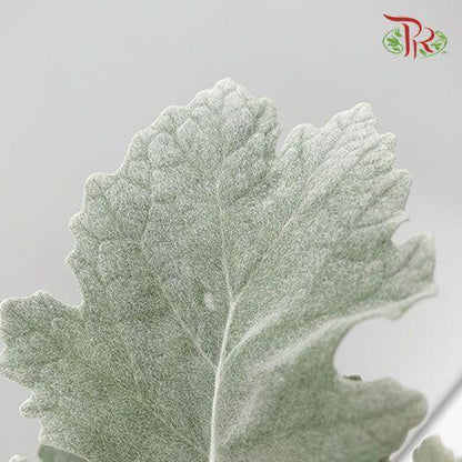 Dusty Miller - Silver Leaf - Pudu Ria Florist