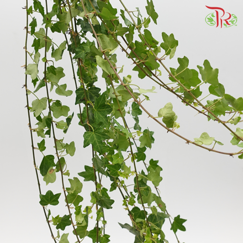 Ivy Leaf (Hedera) - Green - Pudu Ria Florist