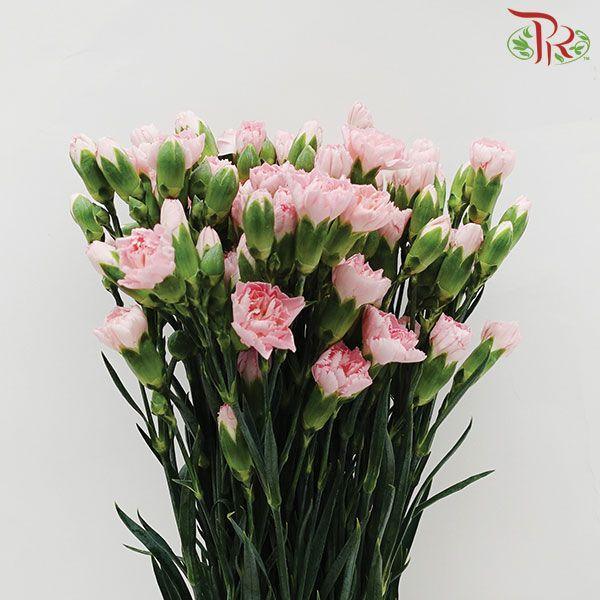 Carnation Spray - Blush Pink (19-20 Stems) - Pudu Ria Florist