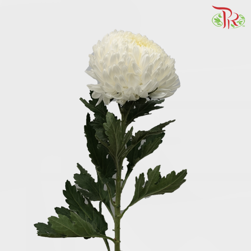 Taiwan Mum Chrysanthemum - White (6 Stems) - Pudu Ria Florist