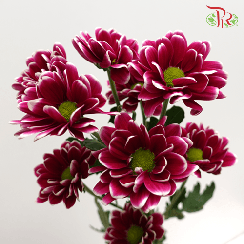 Chrysanthemum Pompom - Daisy Purple Mix (12 Stems) - Pudu Ria Florist