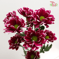 Chrysanthemum Pompom - Daisy Purple Mix (12 Stems) - Pudu Ria Florist