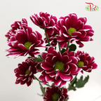 Chrysanthemum Pompom - Daisy Purple Mix (12 Stems) - Pudu Ria Florist