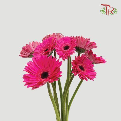Gerbera - Dark Cherry Pink (Round/ Sharp Petals Shape)  (9-10 stems) - Pudu Ria Florist
