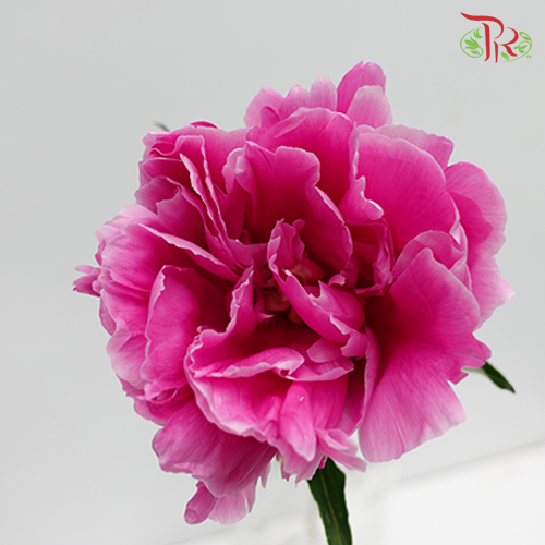 Peony - Pink (5 Stems) - Pudu Ria Florist