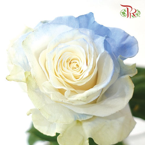 Ceres Rose - Light Blue Clouds (10 Stems) - Pudu Ria Florist