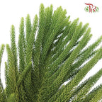 Araucaria Cunninghamii - (3 Stems) - Pudu Ria Florist