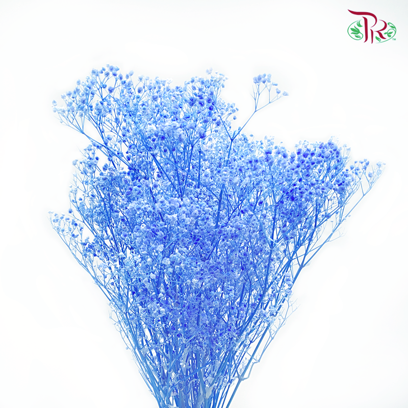 Preserved Baby's Breath - Blue 2 (Per Bunch) #2 - Pudu Ria Florist