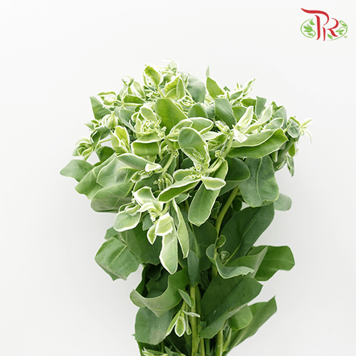 Euphorbia - Per Bunch - Pudu Ria Florist