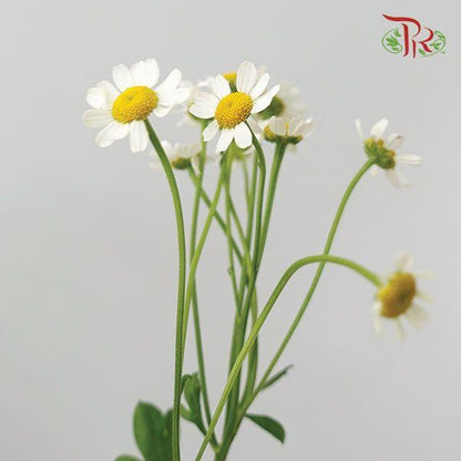 Matricaria - (10 Stems) - Pudu Ria Florist