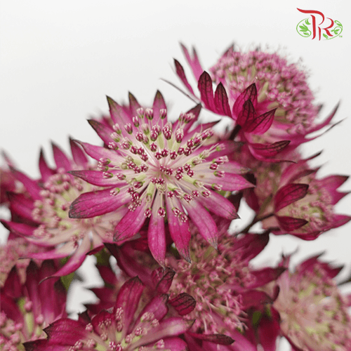 Astrantia - Dark Pink (5 Stems) - Pudu Ria Florist