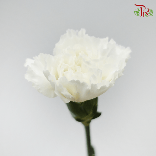 Carnation - White (10 Stems) - Pudu Ria Florist