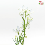 Delphinium Mini - Light Blue (Per Bunch) - Pudu Ria Florist