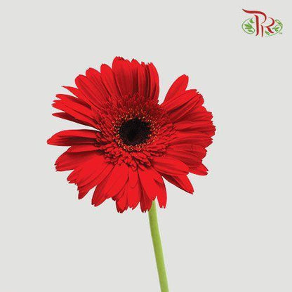 Gerbera - Red (9-10 Stems) - Pudu Ria Florist