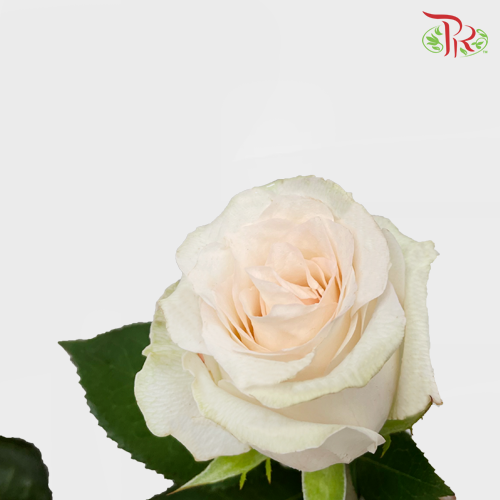 Rose - Rabbit (10 Stems) - Pudu Ria Florist