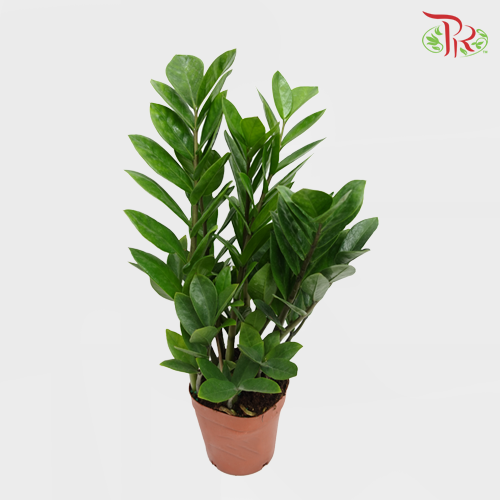 Zamia Plant 《金钱树》 - Pudu Ria Florist