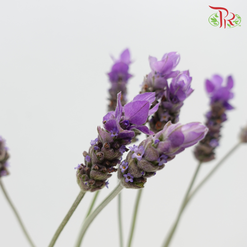 Fresh Lavender - (10 stems) - Pudu Ria Florist