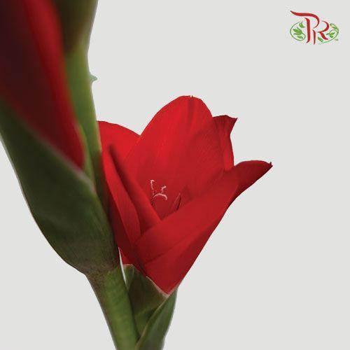Gladiolus - Red (9-10 Stems) - Pudu Ria Florist