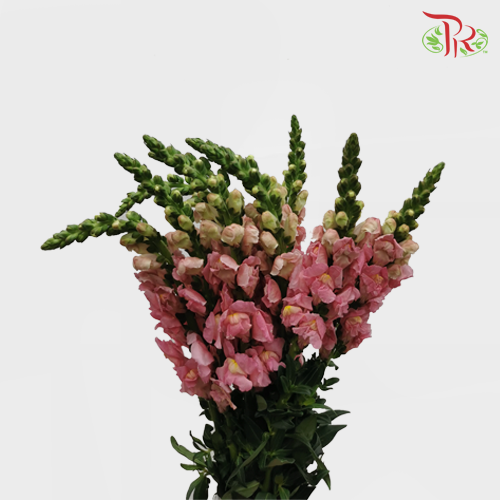 Snapdragon - Pink (10  Stems) - Pudu Ria Florist