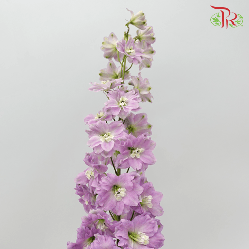 Delphinium - Lilac (5 Stems) - Pudu Ria Florist