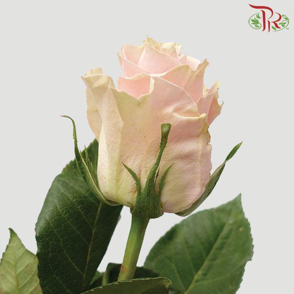 Pink Mondial (25 Stems) - Pudu Ria Florist