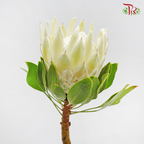 Protea Cynaroide - White (Per Stem) - Pudu Ria Florist