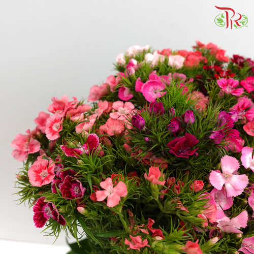 Sweet William Barbatus - (Per Bunch) - Pudu Ria Florist