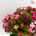 Sweet William Barbatus - (Per Bunch) - Pudu Ria Florist