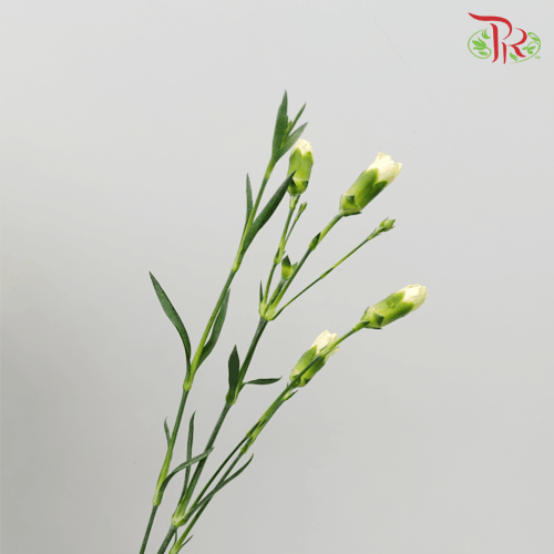 Carnation Spray - Yellow (19-20 Stems) - Pudu Ria Florist