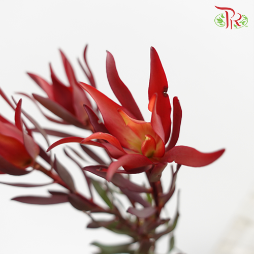 Leucadendron Red - (Per Bunch) - Pudu Ria Florist
