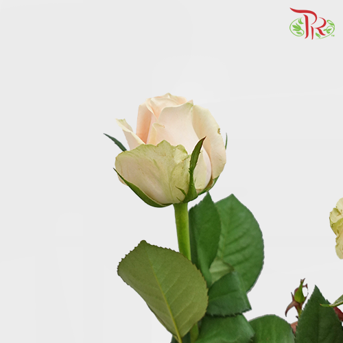 Rose - Pearl Avalanche / Rouge (10 Stems) - Pudu Ria Florist