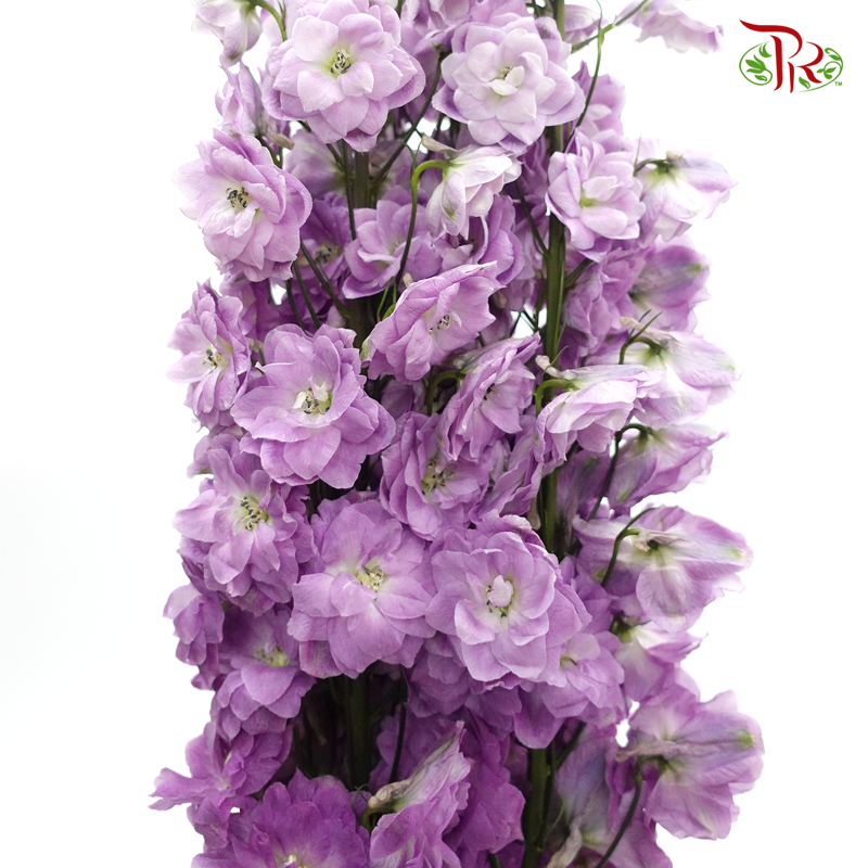 Delphinium Giant  (100-120cm) -  Light Purple (5 Stems) - Pudu Ria Florist