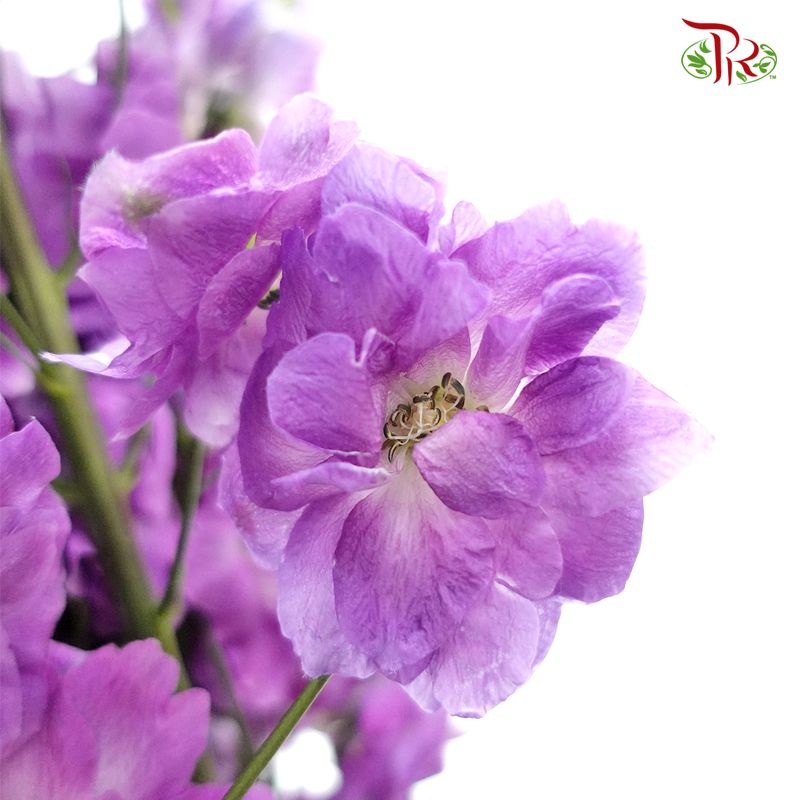 Delphinium Giant  (100-120cm) -  Light Purple (5 Stems) - Pudu Ria Florist