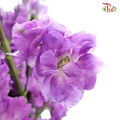 Delphinium Giant  (100-120cm) -  Light Purple (5 Stems) - Pudu Ria Florist